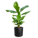 pure cilinder wheels 40 noir